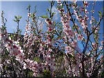 Mandelblüte im Januar bei Tejeda