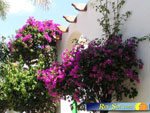 Bungalows El Palmeral 17
