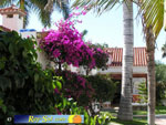 Bungalows El Palmeral 18