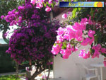 Bungalows El Palmeral 20