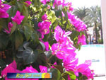 Bungalows El Palmeral 24