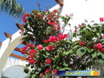 Bungalows El Palmeral 25