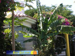 Bungalows Laura 07