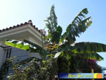 Bungalows Laura 20