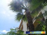 Los Tilos 03